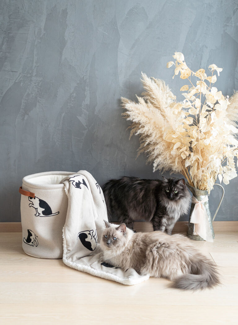 LINEA GATTI